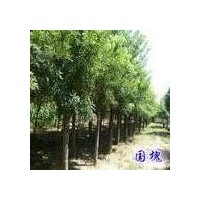 供國槐,白臘,毛白楊,速生柳