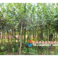 供應(yīng)叢生紫薇，日本矮紫薇，紫薇,百日紅，紅花紫薇，紅花百日紅