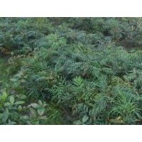 低價苗圃苗木闊葉十大功勞高度：30-40公分