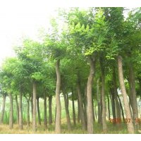 供應(yīng)白皮松、油松、側(cè)柏、國槐、刺槐、紫穗槐