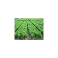 供應(yīng) 國槐、白皮松、油松、紫葉李、紫穗槐、刺槐