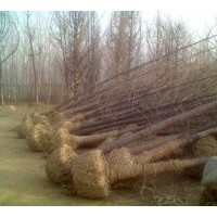 大量出售20公分實(shí)生樹(shù)