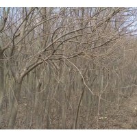 供雄性全垂柳，中黑防