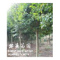 基地直供8公分樂(lè)昌含笑