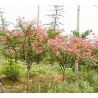 金葉女貞、紅葉小檗、紫薇、紅花繼木