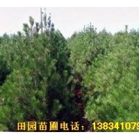 供應優(yōu)質(zhì)白皮松 1-5米