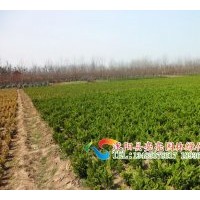 常年專業(yè)出售各種草皮，草坪種子：新西蘭草、丹麥草、臺(tái)灣草、朝