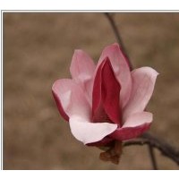 生產(chǎn)優(yōu)質(zhì)雪松，蜀檜，廣玉蘭，白玉蘭