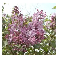苗木花卉批發(fā)紫丁香 紅葉小檗（球）、金葉女貞、水臘（球）、金
