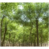 供應(yīng)毛白楊１０７速生楊/國合白臘 法桐 速生柳 合歡 榆樹 椿樹