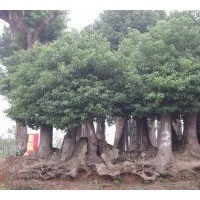 供應(yīng)香樟大樹