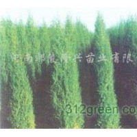 出售河南檜