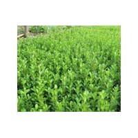 河北花灌木小葉黃楊 紅葉小檗（球）、金葉女貞、水臘（球）、金