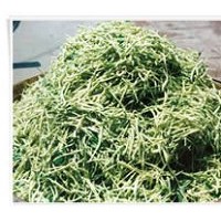 出售金銀花苗，金銀花樹，規(guī)格齊全