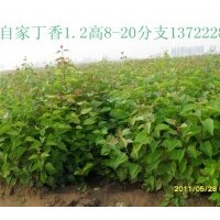 大量丁香苗