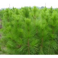 供應1至3米高濕地松20萬、馬尾松500萬、木荷300萬、江南榿木400
