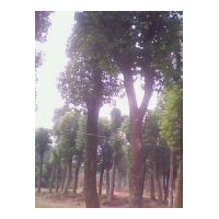 出售香樟——雙贏雙利#優(yōu)質(zhì)價(jià)廉￥誠信供應(yīng)湖南省益陽各種香樟