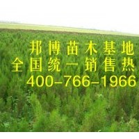 大量低價直供油松苗、三年生油松樹苗