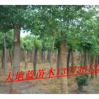 供應(yīng)桂花，香櫞,香樟，紫薇，銀杏，海桐.法青.大葉女貞.等江蘇省
