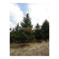 出售冷杉，叢生五角楓，稠李，白樺樹，紅豆杉