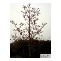 成都低價白玉蘭 成都苗圃玉蘭樹