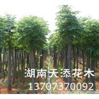 大量出售截桿欒樹(shù)∥欒樹(shù)價(jià)格‖湖南專供