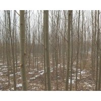 河北苗木標志——彩葉基地：火炬樹，國槐，法桐，垂柳，速生柳，