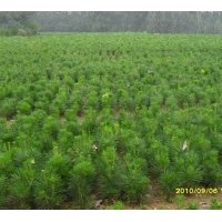 供應(yīng)油松 袋苗，高度20厘米—50厘米。另供側(cè)柏容器苗