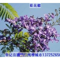 出售藍花楹苗，粉花山扁豆苗，紅花風鈴苗，黃鐘花苗