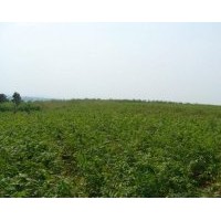 供應(yīng)櫸樹小苗，樸樹小苗
