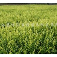 供桂花，國(guó)槐，意楊,櫻花，紅葉小檗，金葉女貞