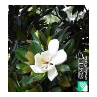 長期供應(yīng)8-15cm的廣玉蘭