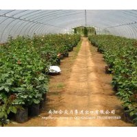 供應(yīng)月季（玫瑰）種苗