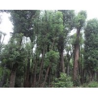供應(yīng) 香樟樹 香泡樹 欒樹 桂花樹