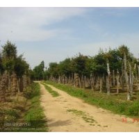出售大量各種規(guī)格紅、白、黃、紫、廣玉蘭，五角楓，北京欒，杜仲
