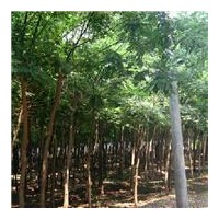 長(zhǎng)期供應(yīng)國(guó)槐|法桐|火炬|垂柳|速生柳|榆樹|金葉榆