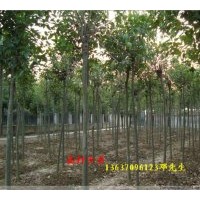 大量供應大葉女貞 紫荊，垂柳，木槿，金邊黃楊 ，瓜子黃楊，紅花