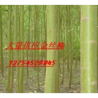 供速生柳、垂柳、白榆、黃柳、國(guó)槐、紫穗槐、刺槐、構(gòu)樹(shù)