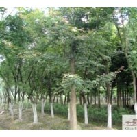 楓香工程苗木供應(yīng)