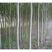 供應(yīng)毛白楊 新疆楊 速生楊 紅葉楊 瓜子楊