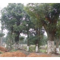 本基地供應(yīng)∶湖南香樟，紅葉石楠，紅葉石楠球。