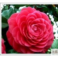 供應(yīng)成都茶花苗木