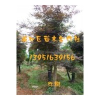 供應(yīng)綠化用金葉女貞，龍柏，紅楓，櫻花，桂花