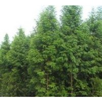 出售落羽杉 中山杉 雪松 白廣玉蘭 馬褂木 大葉女貞 紅葉石楠
