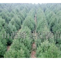 供應(yīng)20公分-1米 1-6米白皮松