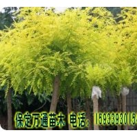 萬通苗木基地歡迎您：主要經(jīng)營法桐，火炬樹，白蠟，國槐，欒樹