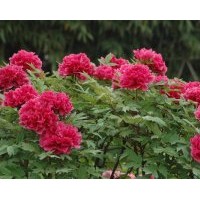 基地大量供應(yīng)優(yōu)質(zhì)牡丹苗、芍藥苗
