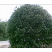 供應(yīng)大量桂花 全是精品！