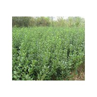 河北綠化苗木批發(fā)大葉黃楊 紅葉小檗（球）、金葉女貞、水臘（球