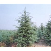 江蘇南京雪松苗木價格報價